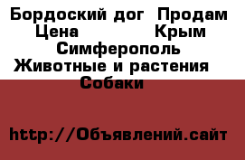 Бордоский дог. Продам › Цена ­ 50 000 - Крым, Симферополь Животные и растения » Собаки   